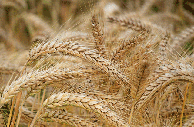 Grain storage system safety